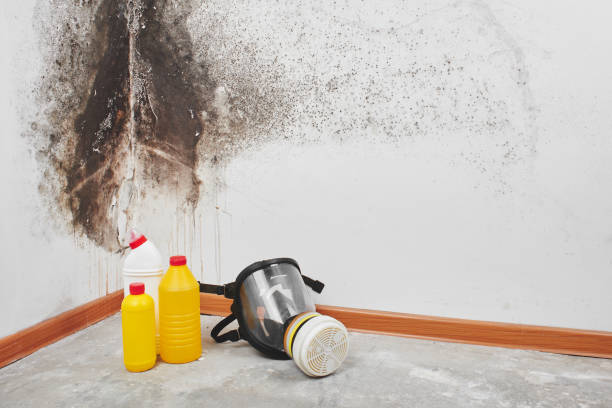 Best Commercial Mold Removal  in Santa Cruz, CA