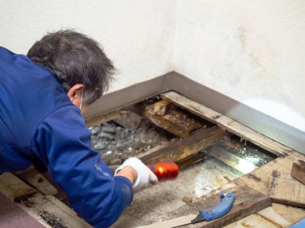 Best Mold Testing and Removal  in Santa Cruz, CA