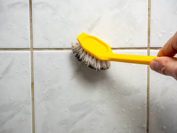Best Mold Removal Company Near Me  in Santa Cruz, CA