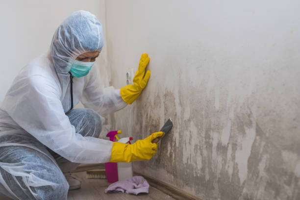 Best Toxic Mold Removal  in Santa Cruz, CA