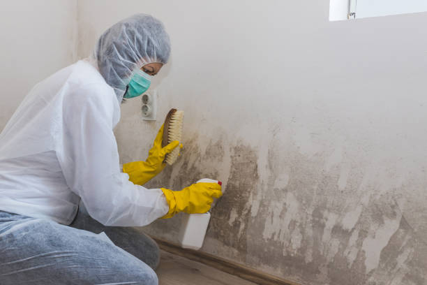 Best Affordable Mold Removal  in Santa Cruz, CA