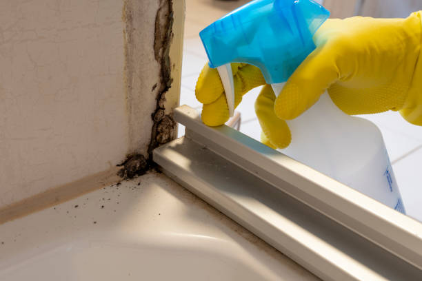 Best Certified Mold Removal  in Santa Cruz, CA