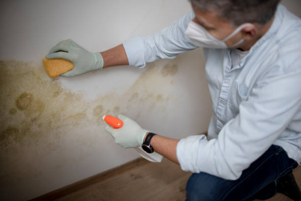 Best Emergency Mold Removal  in Santa Cruz, CA