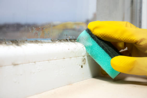 Best Certified Mold Removal  in Santa Cruz, CA