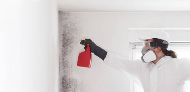 Best Attic Mold Removal  in Santa Cruz, CA
