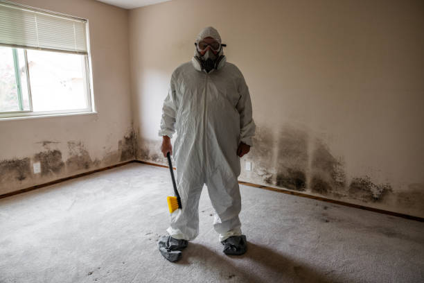Office Mold Removal Services in Santa Cruz, CA