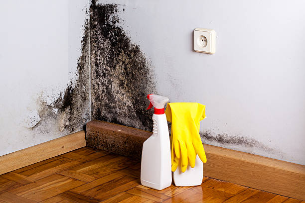 Best Home Mold Removal  in Santa Cruz, CA
