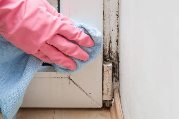 Best Best Mold Removal Companies  in Santa Cruz, CA