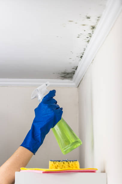 Certified Mold Removal in Santa Cruz, CA