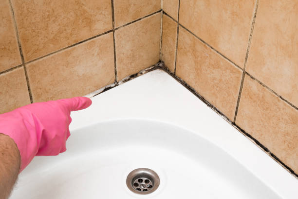Best Mold Removal and Inspection  in Santa Cruz, CA