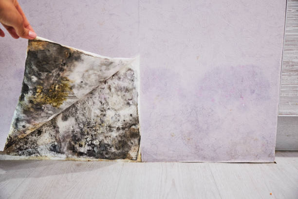 Best Mold Removal Near Me  in Santa Cruz, CA